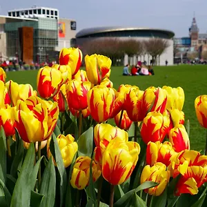 https://apartments-de-hallen.amsterdamhotelsnl.com